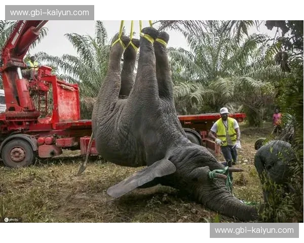 矛盾之争！科特迪瓦vs日本：非洲大象的狂野之力碰撞蓝武士的精密哲学